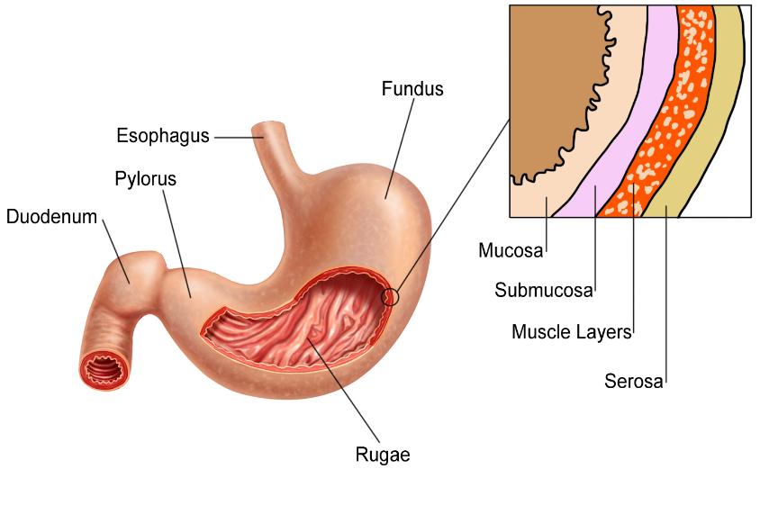 18. Stomach Is divided into regions: cardia (gastroesophageal region) the entrance into the stomach fundus the blind portion of the stomach body the location of the gastric pits and secretory cells