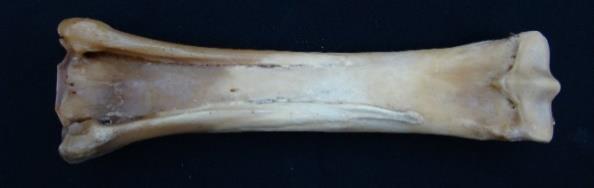 The bones of the distal limb have the same name in the front and hind with the exception of the 3 rd