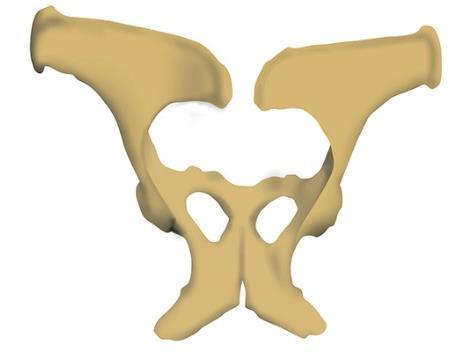 Bones of the Proximal (Upper) Limb The bones of a horse s proximal (upper) hindlimb