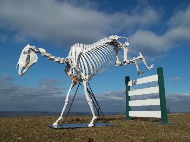 Putting It All Together Knowing the basic bones of the equine skeleton is a must for all individuals who wish to work in the equine industry, whether you are hands on or hands off.