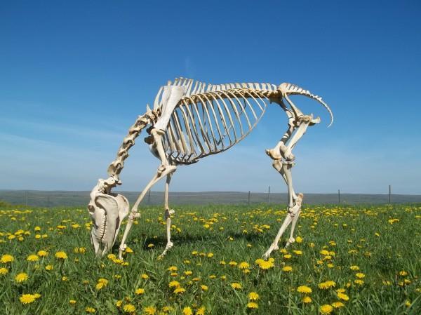 equine professional. You must not only know the individual bones, their various names (if applicable), and classification, but also how they fit in with the overall skeleton of the horse.