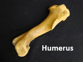 Bone Classification The bones of the horse can be classified five ways based on their shape and function.