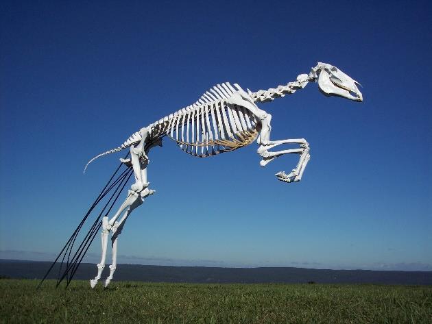 Skeletal Classification In addition to classifying individual bones, we can also classify the skeleton of the horse two ways: Axial Skeleton Appendicular Skeleton Axial Skeleton The axial skeleton