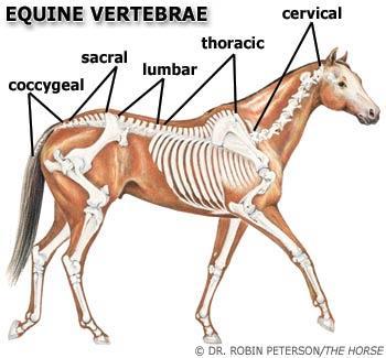 Ribs & Vertebrae The vertebral column is what makes up the spine - depending on the breed, a horse may have 54 58 individual vertebra.