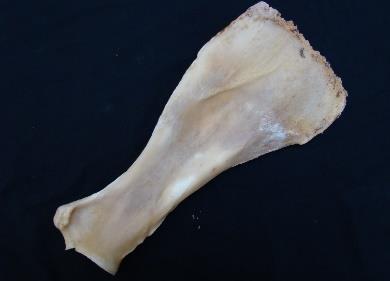 Bones of the Proximal (Upper) Limb The bones of a horse