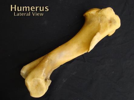 scapula is categorized as a flat bone.