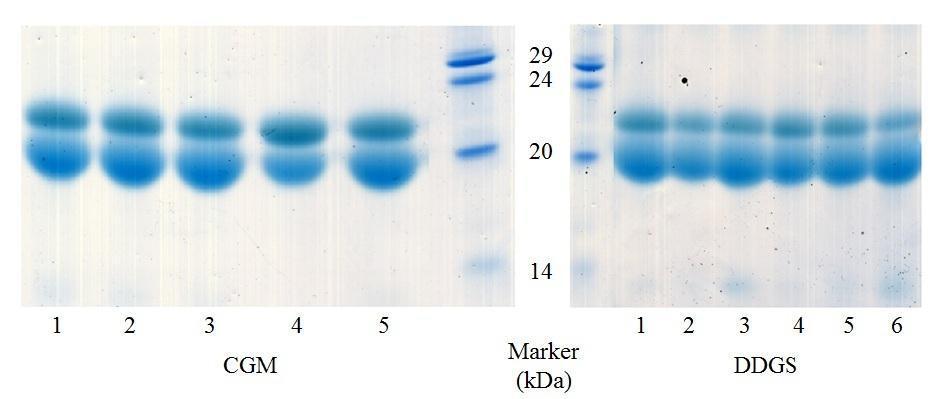 98 Figure 3-1. SDS-PAGE of α-zein protein extracts from CGM and DDGS. For the five CGM samples, all were extracted without sodium hydroxide and sodium bisulfite.
