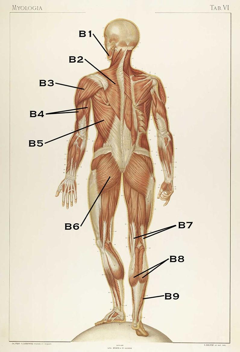 Skeletal and Muscle images courtesy of the National Library of Medicine. (http://www.nlm.nih.