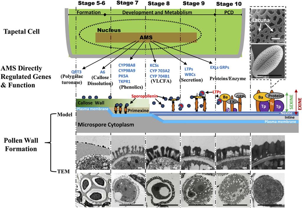 AMS Regulates Pollen Wall Formation. 9 of 13 Figure 6. Proposed Scheme Showing the Central Role of AMS in Pollen Wall Formation.