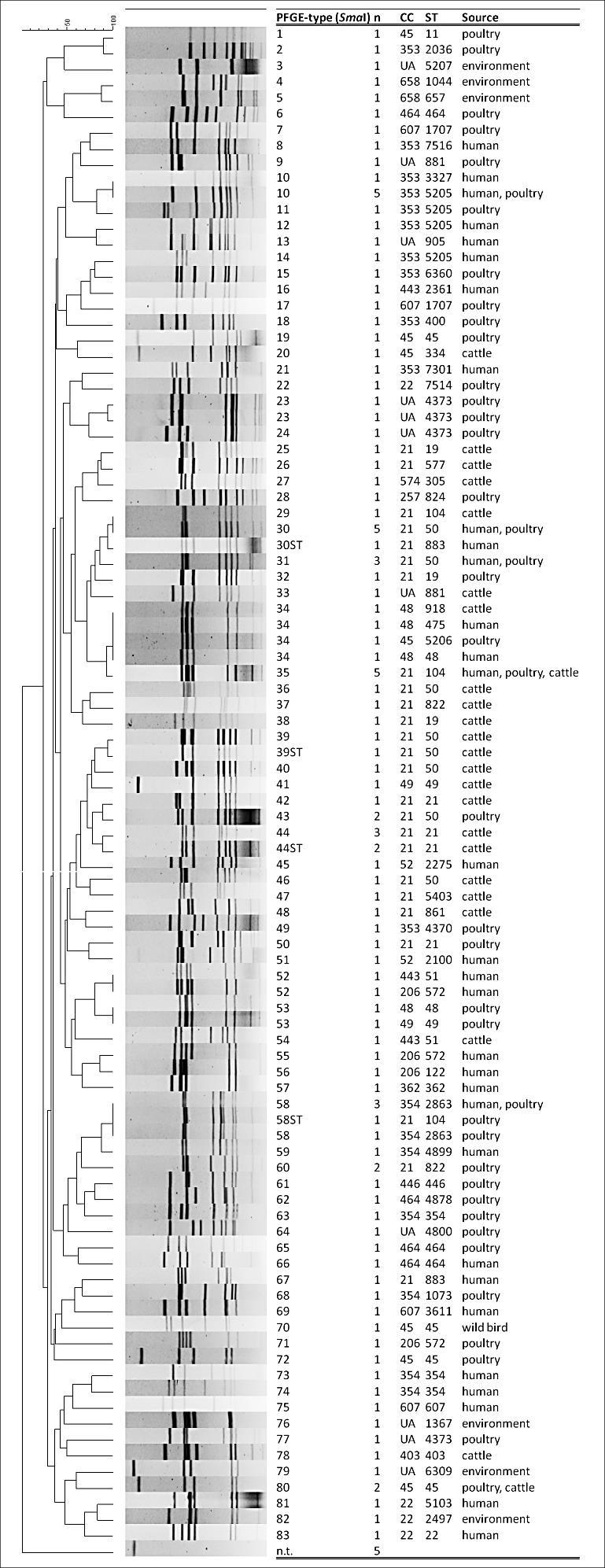 51 Slika 11: Genetska raznolikost izolatov C. jejuni na osnovi pulzne gelske elektroforeze (PFGE).