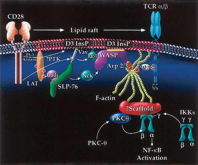 J ALLERGY CLIN IMMUNOL VOLUME 109, NUMBER 5 Nel 767 FIG 8. Schematic to explain the role of CD28, lipid rafts, and the cytoskeleton in the recruitment and activation of PKCθ and the IKK complex.