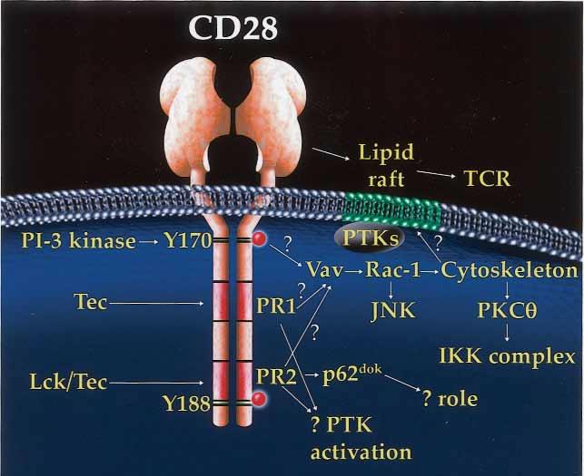 py 170 recruits PI-3 kinase, which may play an indirect role in Vav activation by allowing this protein to dock to D3-phosphorylated IP in the surface membrane.