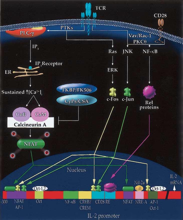 766 Nel J ALLERGY CLIN IMMUNOL MAY 2002 FIG 7. Schematic to explain synergistic activation of the IL-2 promoter by Ca 2+ /calcineurin, Ras/MAP, and NFκB cascades.