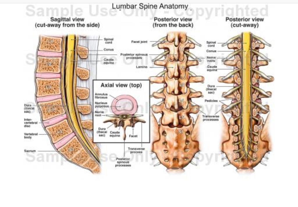Anatomical Description The lower back (L1-L5) is referred to as the lumbar spine. It is built for both power and flexibility. Actions such as lifting twisting and bending all occur from here.