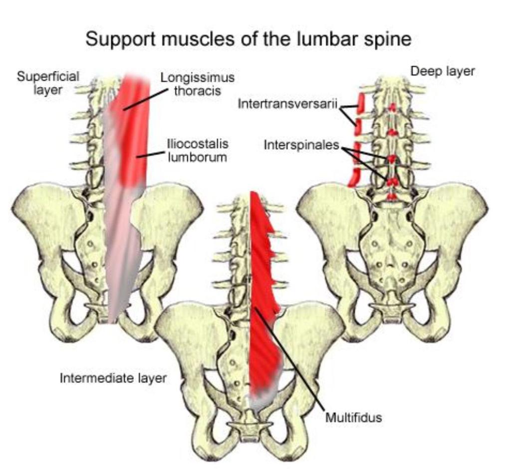 The muscles of the lower back stabilize rotate flex and extend the spinal column. Important muscles of the lumbar spine include: Multifidus: stabilizes and rotates the lumbar spine.