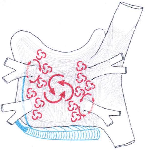 Reentry Circuits SVC Left superior pulmonary vein Right superior pulmonary vein