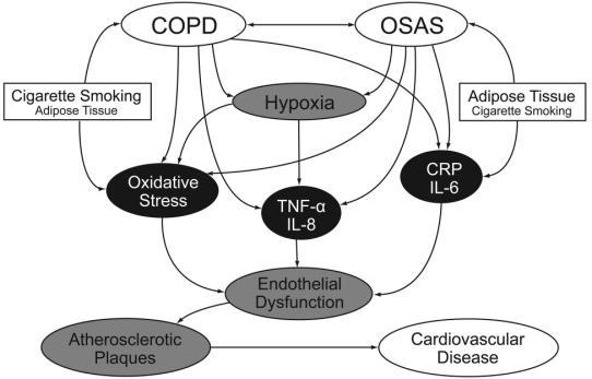 Factors in COPD that influence OSA risk Promoting factors for OSA Oxygen desaturation Protective factors against OSA Low BMI Rostral fluid shift when supine Cigarette smoking Decreased REM sleep