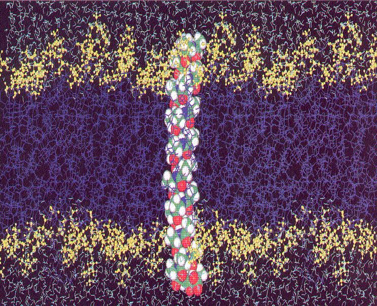 COR 011 Lecture 9: ell membrane structure ept 19, 2005 Cell membranes 1.