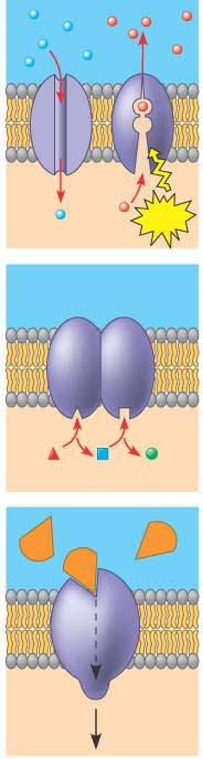 major functions of membrane proteins (a) Transport. (left) A protein that spans the membrane may provide a hydrophilic channel across the membrane that is selective for a particular solute. (right) 3.