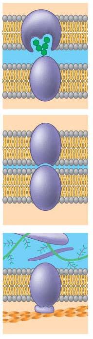 (b) Enzymatic activity. A protein built into the membrane may be an enzyme with its active site exposed to substances in the adjacent solution.