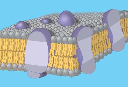 A membrane protein may have a binding site with a specific shape that fits the shape of a chemical messenger, such as a hormone.