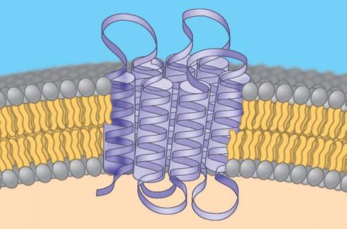 Integral Membrane proteins Span the phospholipid bilayer