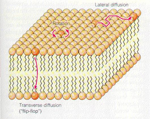 Movement of membrane phospholipids 1.