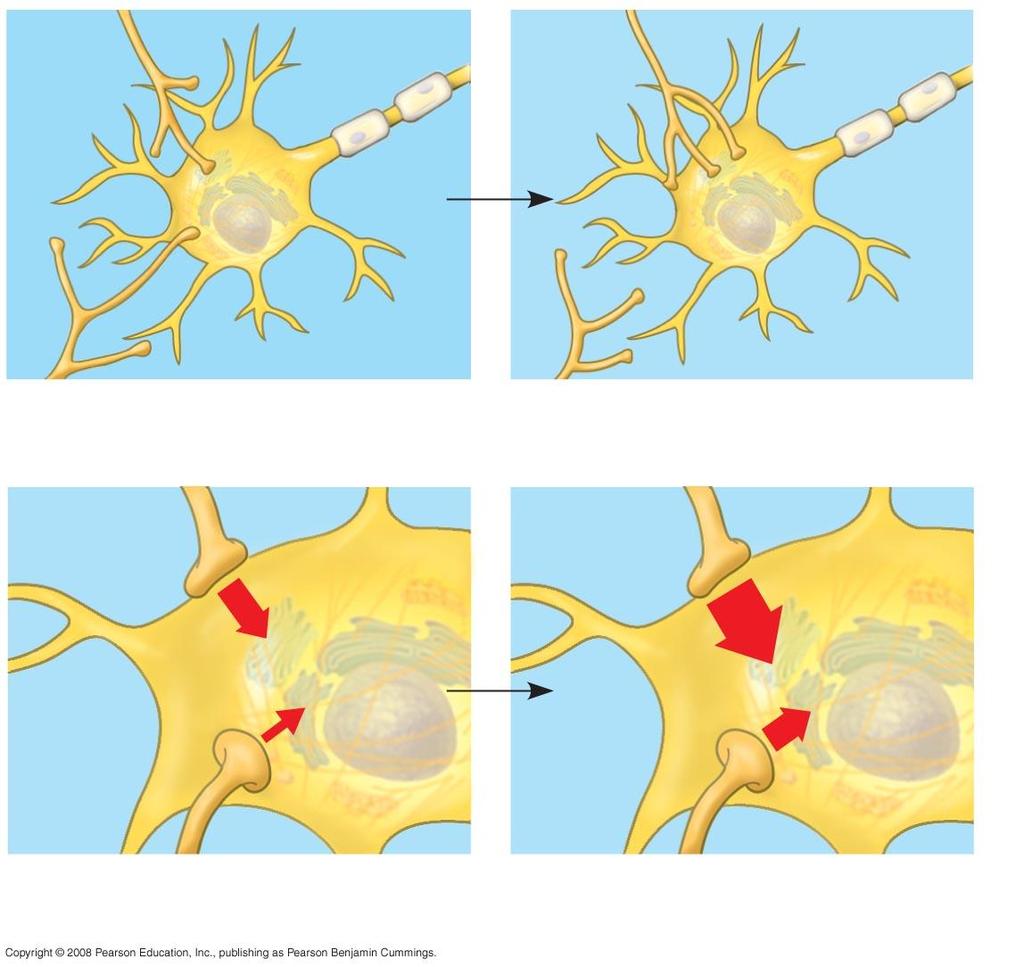 Fig. 49-19 N 1 N 1 N 2 N 2 (a) Synapses are strengthened or weakened in response to activity.