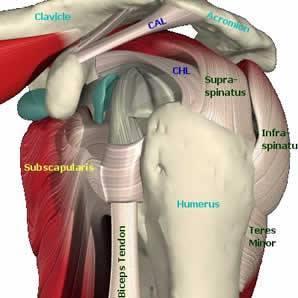 Dynamic Stabilizers of the Shoulder The Rotator Cuff Muscles: S-I-T-S Supraspinatus