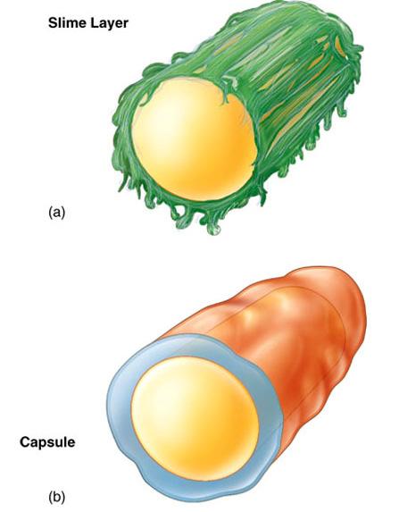 Slime layer - Loose surface attachment not very thick virulence factor of biofilms Bacteria Biofilms Capsule - thick protection against phagocytosis often associated