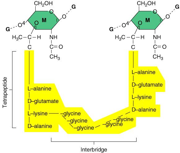 Cartoon of the NAG and NAM polymers - Layers of alternating NAM and NAG - Linkage