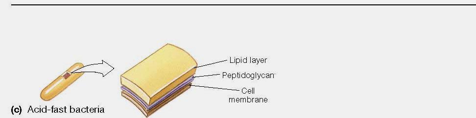 amounts of LIPIDS - Special staining ACID-FAST STAINING GRAM POSITIVE (waxy coat)