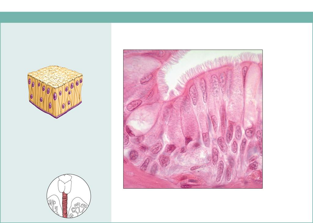(d) Pseudostratified columnar epithelium Description: Single layer of cells of differing heights, some not reaching the free surface; nuclei seen at different levels; may contain mucussecreting cells
