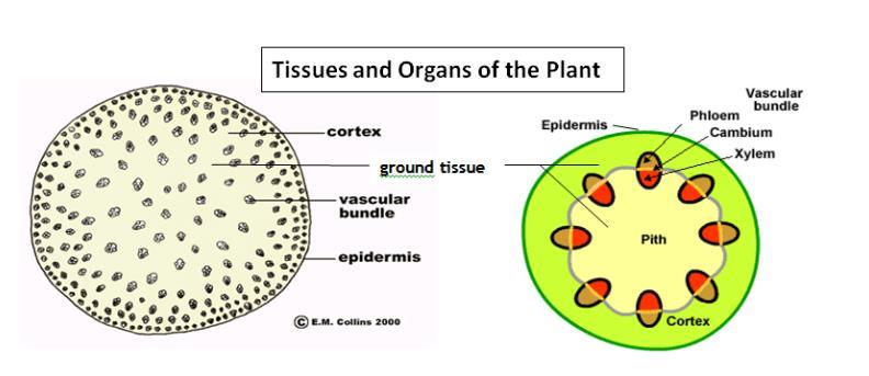 Plant Tissues Dermal - protective (plant skin) Stomata- specialized (pores) in the lower epidermis.