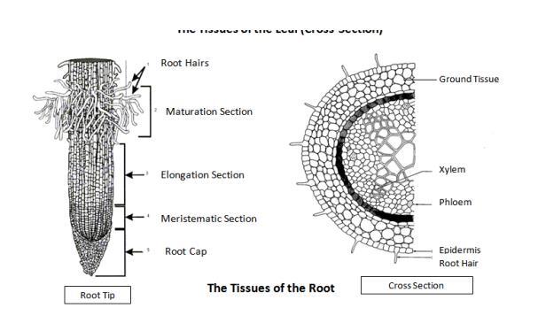 the Root: