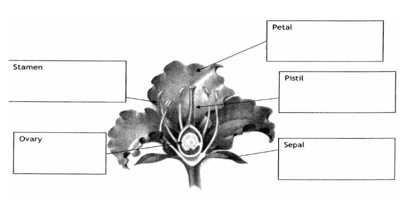 Organs of the Plant: Parts of a Flower: Ch 1.