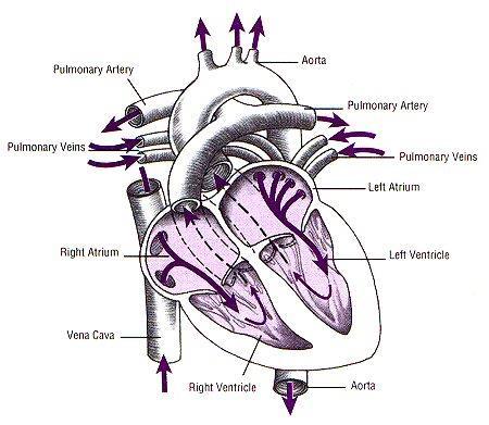 THE HUMAN HEART Arteries - Veins - Ch 2.