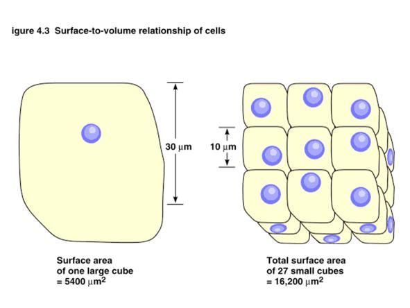 Cell Division Why is cell division important?