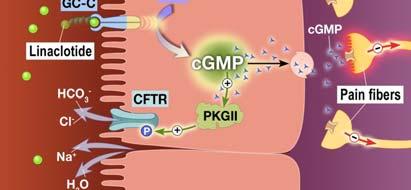 Linaclotide for CC & IBS-C: MOA Minimally absorbed, 14-ami acid investigational peptide Guanylate cyclase-c (GC-C) agonist, results in generation of cyclic guasine mophosphate (cgmp) CCEYCCNPACTGCY