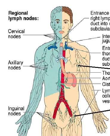 Migration of towards the draining lymph nodes 1.
