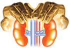 Complete Guide for Kidney Patients Save Your Kidney Comprehensive Information About Prevention and Treatment of