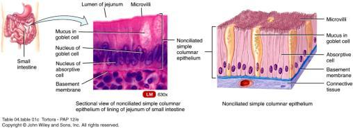 Functions in secretion and absorption Simple columnar epithelium