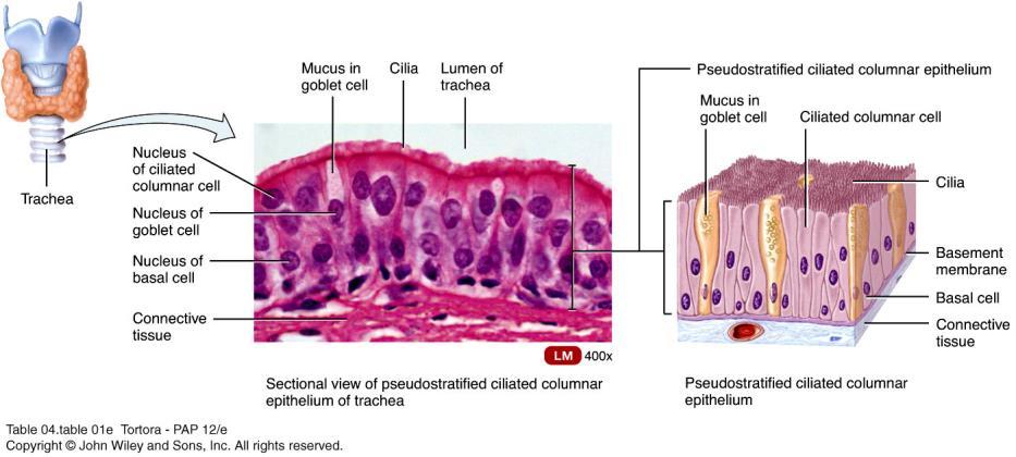 Covering and Lining Epithelium Pseudostratified columnar epithelium Appears to have several layers due to nuclei are various depths All cells are attached to the basement membrane in