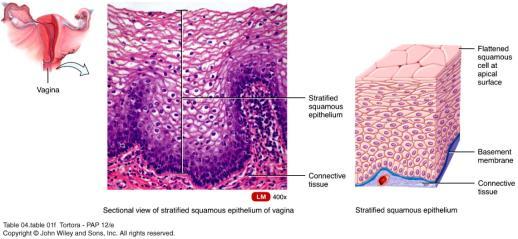 Stratified Epithelium Two or more layers of cells Specific kind of stratified epithelium depends on the shape of cells in the apical layer Stratified squamous epithelium Stratified cuboidal