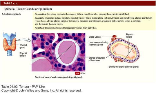 Ideal for hollow structure subjected to expansion Glandular Epithelium: Endocrine Glands