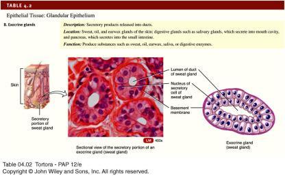 Glandular Epithelium: Exocrine Glands Secrete products into ducts that empty onto the surfaces of epithelium Skin surface or lumen of a hollow organ Secretions of the exocrine gland include mucus,