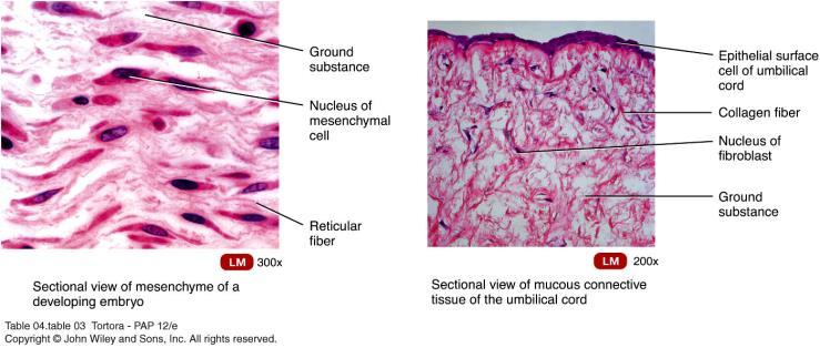 Embryonic Connective Tissue Mesenchyme Gives rise to all other connective tissues Mucous (Wharton s Jelly) Found in umbilical cord of the