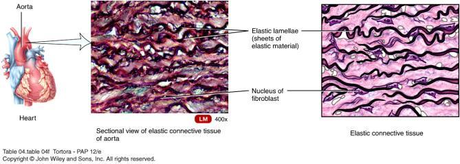 Dense Connective Tissue: Elastic Connective Tissue Contain branching elastic fibers Strong and can recoil to original shape after stretching Lung tissue and arteries Types of Mature Connective