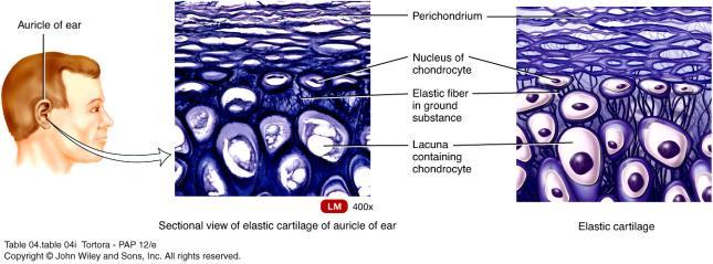 Elastic Cartilage Chrondrocytes are located within a threadlike network of elastic fibers Pericondrium is present Provides strength and elasticity Repair and Growth of Cartilage Cartilage grows
