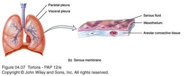 Epithelial Membranes Serous membranes or serosa Lines a body cavity that does not open directly to the exterior.